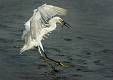 image by Kirms Photography Snowy Egret-13